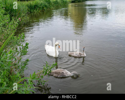 Übergeordnete Swan und zwei cignets Schwimmen im Sommer See. Stockfoto