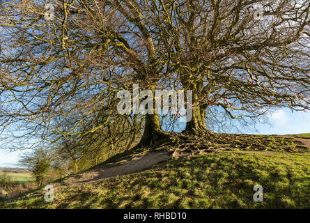 Die berühmten alten Buchenbäume, die ihre exponierten Wurzeln am Avebury Stone Circle, Wiltshire, England, Großbritannien, zeigen Stockfoto