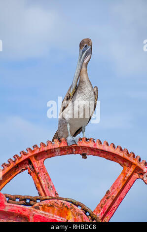 Brown pelican auf alten roten Maschinen in der Nähe von Fort Frederik und Frederiksted pier, St. Croix, US Virgin Islands Stockfoto