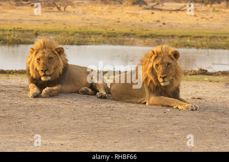 Zwei junge Löwen, liegen in den Chobe National Park, Botswana, Afrika Stockfoto