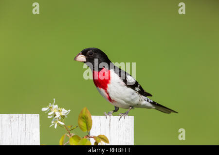 Männliche rose-breasted Grosbeak thront auf einem Hinterhof Zaun. Stockfoto