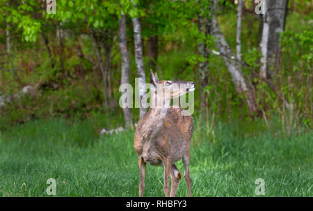 Ein Bug-eyed doe sieht bis auf ein Weißkopfseeadler in eine Birke. Stockfoto