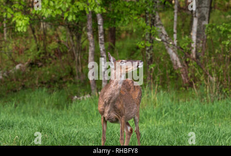 Ein Bug-eyed doe sieht bis auf ein Weißkopfseeadler in eine Birke. Stockfoto