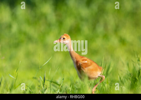 Sandhill Crane Küken wandern in einer Wiese in Nordwisconsin. Stockfoto