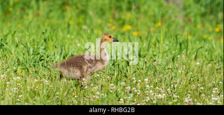 Gosling zu Fuß in einer nördlichen Wisconsin Wiese. Stockfoto