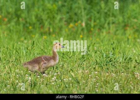 Gosling zu Fuß in einer nördlichen Wisconsin Wiese. Stockfoto