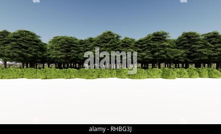 3D-Rendering für eine Gruppe von Pflanzen Roh für architectrural isoliert auf weißem Hintergrund verwenden Stockfoto