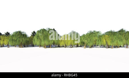 3D-Rendering für eine Gruppe von Pflanzen Roh für architectrural isoliert auf weißem Hintergrund verwenden Stockfoto