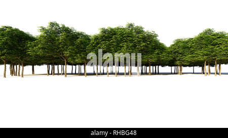 3D-Rendering für eine Gruppe von Pflanzen Roh für architectrural isoliert auf weißem Hintergrund verwenden Stockfoto