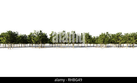 3D-Rendering für eine Gruppe von Pflanzen Roh für architectrural isoliert auf weißem Hintergrund verwenden Stockfoto