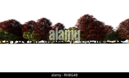 3D-Rendering für eine Gruppe von Pflanzen Roh für architectrural isoliert auf weißem Hintergrund verwenden Stockfoto