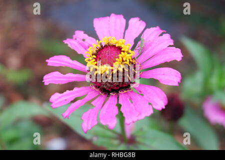 rosa Blume closeup Stockfoto