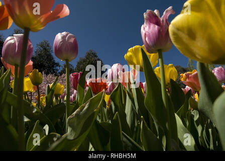 BLUMENBETT MIT TULIPANEN (TULIPA) IN VOLLER BLÜTE IM FRÜHLING IM KÖNIGLICHEN BOTANISCHEN GARTEN, SYDNEY, NEW SOUTH WALES, AUSTRALIEN. Stockfoto