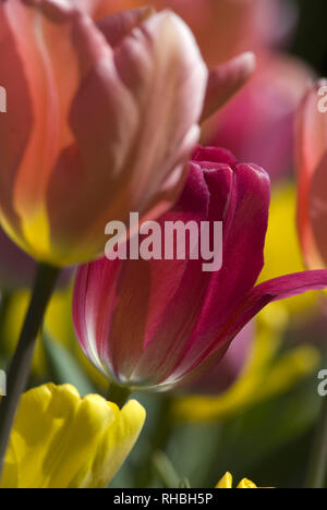 NAHE AUFNAHME VON ROSA TULPE UND ROTEN TULPEN (TULIPA) IN VOLLER BLÜTE IM FRÜHLING IM ROYAL BOTANIC GARDEN, SYDNEY, NEW SOUTH WALES, AUSTRALIEN. Stockfoto