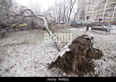 Gebrochen Stamm und Äste werden durch das Gewicht des Eises nach einem eisregen Phänomen Stockfoto