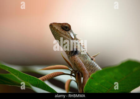 Agama, dem Indischen Chamäleon, Maharashtra, Indien Stockfoto