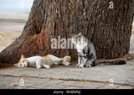 Zwei Katzen auf Baumstamm, Pune, Maharashtra, Indien Stockfoto