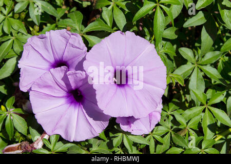 Ansicht von oben in der Nähe von Kairo Morning Glory, indische Rasse Stockfoto