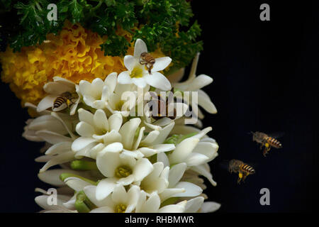 Bienen auf weiße Blumen, Nahaufnahme, Maharashtra, Indien Stockfoto