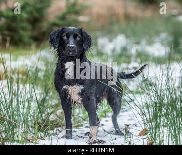 Spanador Hund Stockfoto