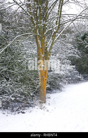 Flechten bedeckt Bäume im Winter. Stockfoto