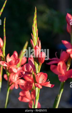 Hesperantha coccinea Crimson Flagge Lily Stockfoto