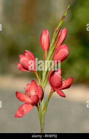 Hesperantha coccinea Crimson Flagge Lily Stockfoto