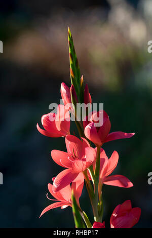 Hesperantha coccinea Crimson Flagge Lily Stockfoto