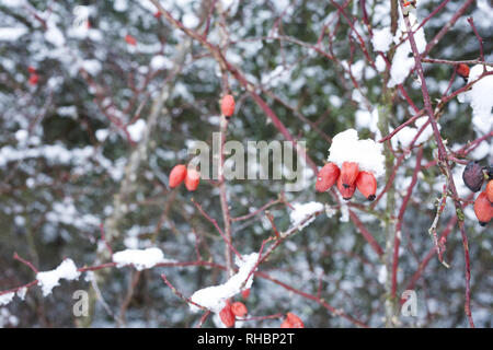 Hagebutten im Winter Schnee. Stockfoto