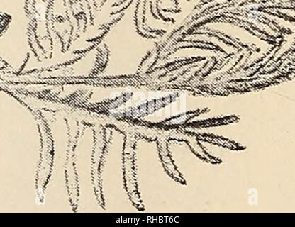 . Das Buch der Gartenarbeit; ein Handbuch der Gartenbau. Gartenarbeit ; Blumenkultur. . Bitte beachten Sie, dass diese Bilder sind von der gescannten Seite Bilder, die digital für die Lesbarkeit verbessert haben mögen - Färbung und Aussehen dieser Abbildungen können nicht perfekt dem Original ähneln. extrahiert. Drury, William D., 1857-1928, hrsg. London, Eng. , L. U. Gill; New York, U. S. A., C. Scribner's Söhne Stockfoto