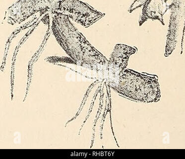 . Das Buch der Gartenarbeit; ein Handbuch der Gartenbau. Gartenarbeit ; Blumenkultur. . Bitte beachten Sie, dass diese Bilder sind von der gescannten Seite Bilder, die digital für die Lesbarkeit verbessert haben mögen - Färbung und Aussehen dieser Abbildungen können nicht perfekt dem Original ähneln. extrahiert. Drury, William D., 1857-1928, hrsg. London, Eng. , L. U. Gill; New York, U. S. A., C. Scribner's Söhne Stockfoto