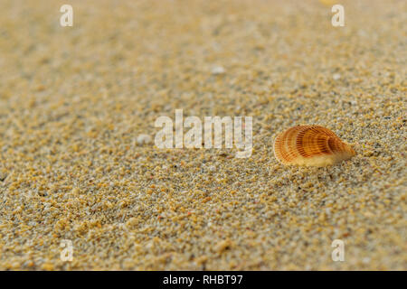 In der Nähe auf einem kleinen Braunen texturierte Seashell gewaschen an Land und teilweise in den weißen Sand begraben. Isoliert. Kopieren Sie Platz für Text. Stockfoto