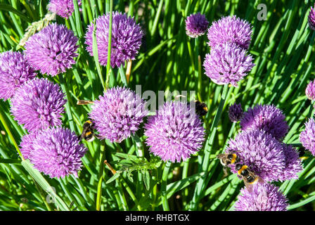 White tailed Hummeln Nektar aus leuchtend violetten Schnittlauch, Allium schoenoprasum Blumen sammeln, im frühen Sommer Sonnenschein. Stockfoto