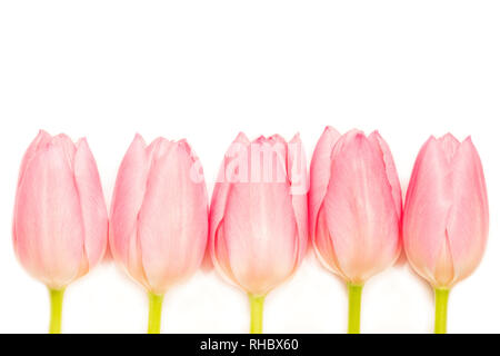 Zeile der rosa Tulpen auf weißem Hintergrund Stockfoto