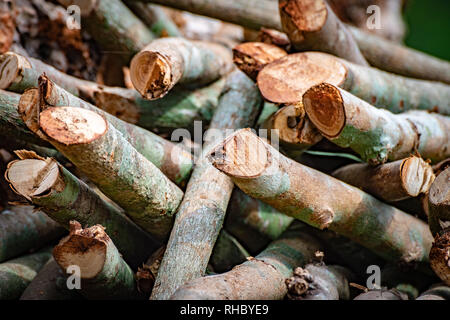 In der Nähe auf einem Haufen von gehackten Holz aus Baumstämme und Äste Stockfoto