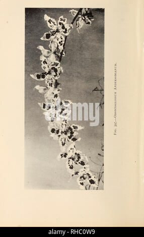 . Das Buch der Gartenarbeit; ein Handbuch der Gartenbau. Gartenarbeit ; Blumenkultur. . Bitte beachten Sie, dass diese Bilder sind von der gescannten Seite Bilder, die digital für die Lesbarkeit verbessert haben mögen - Färbung und Aussehen dieser Abbildungen können nicht perfekt dem Original ähneln. extrahiert. Drury, William D., 1857-1928, hrsg. London, Eng. , L. U. Gill; New York, U. S. A., C. Scribner's Söhne Stockfoto