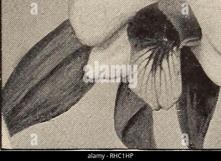 . Das Buch der Gartenarbeit; ein Handbuch der Gartenbau. Gartenarbeit ; Blumenkultur. . Bitte beachten Sie, dass diese Bilder sind von der gescannten Seite Bilder, die digital für die Lesbarkeit verbessert haben mögen - Färbung und Aussehen dieser Abbildungen können nicht perfekt dem Original ähneln. extrahiert. Drury, William D., 1857-1928, hrsg. London, Eng. , L. U. Gill; New York, U. S. A., C. Scribner's Söhne Stockfoto