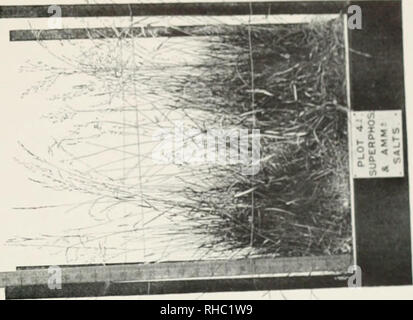 . Das Buch der Rothamsted Experimente. Lawes, J. B. (John Bennett), 1814-1900; Gilbert, Joseph Henry, Sir, 1817-1901; Rothamsted Experimental Station; Landwirtschaft - Experimentieren; Landwirtschaftliche Chemie. . Bitte beachten Sie, dass diese Bilder sind von der gescannten Seite Bilder, die digital für die Lesbarkeit verbessert haben mögen - Färbung und Aussehen dieser Abbildungen können nicht perfekt dem Original ähneln. extrahiert. Hall, Daniel, Sir, 1864-1942; Lawes landwirtschaftlichen Vertrauen Ausschusses; Warington, Robert, 1838-1907. London, J. Murray Stockfoto