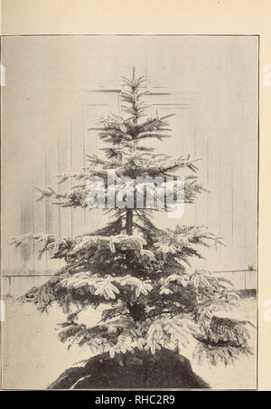 . Das Buch der Gartenarbeit; ein Handbuch der Gartenbau. Gartenarbeit ; Blumenkultur. Abb. 319,- PiCEA PUNGENS HASTATA.. Bitte beachten Sie, dass diese Bilder sind von der gescannten Seite Bilder, die digital für die Lesbarkeit verbessert haben mögen - Färbung und Aussehen dieser Abbildungen können nicht perfekt dem Original ähneln. extrahiert. Drury, William D., 1857-1928, hrsg. London, Eng. , L. U. Gill; New York, U. S. A., C. Scribner's Söhne Stockfoto