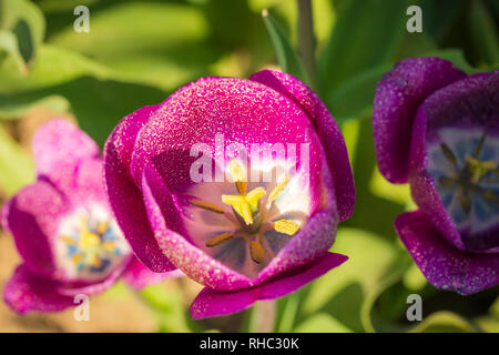 Geöffnet blühende lila Niederländische tulip Ansicht von oben in eine Blume Bereich Holland wächst Stockfoto