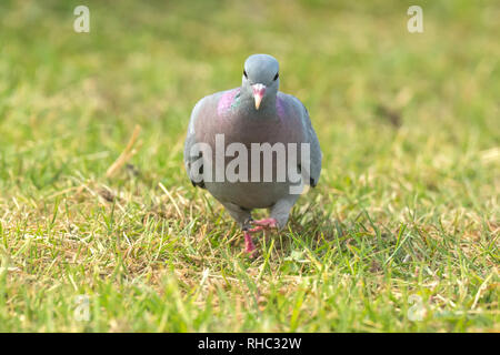 Nahaufnahme eines Wilde Taube Columba livia domestica thront auf einer grünen Wiese Stockfoto