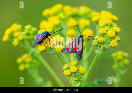 Nahaufnahme eines Six-spot Burnet Schmetterling Zygaena Filipendulae, Bestäubung auf Ragwort gelbe Blumen Extensa vulgaris tagsüber. Stockfoto