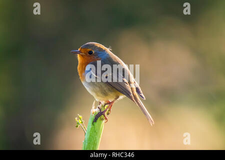 Europäische Robin (Erithacus Rubecula) hocken in einem Feld mit schönen Sonnenlicht. Stockfoto