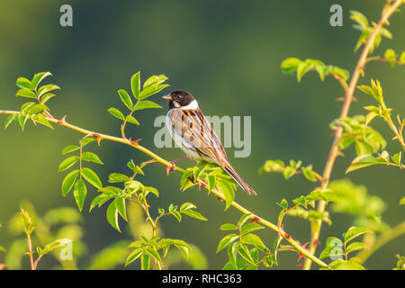 Männliche Emberiza schoeniclus reedbunting Vogel singen Vogel in einem Green Bush mit grünem Hintergrund an einem sonnigen Tag im Frühling Stockfoto