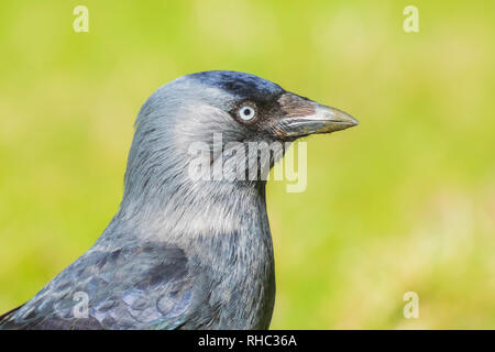 Closeup Portrait eines westlichen Coloeus Monedula Dohle vogel Futter im grünen Gras an einem sonnigen Tag Stockfoto