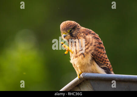 Closeup Portrait eines weiblichen Turmfalke (Falco tinnunculus) ruht und das Putzen in die dachrinne eines Hauses Stockfoto