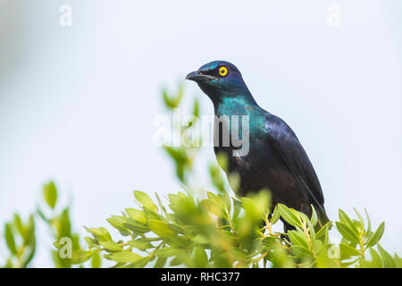 Schwarz-bellied Glossy Starling Lamprotornis corruscus Vogel auf einem Zweig in einem Wald thront. Stockfoto