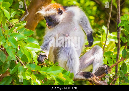 Wild Sansibar Red Colobus Monkey, Procolobus kirkii, in einem grünen Wald. Jozani Chwaka Bay National Park, Tansania. Stockfoto