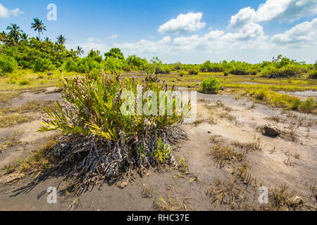 Urwald Wald Sumpf an einem klaren Sonnentag Jozani Chwaka Bay National Park, Sansibar, Tansania Stockfoto