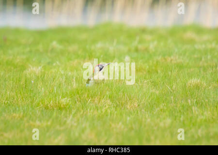 Männliche Europäische Grüne Spechte picus viridis Nahrungssuche auf der grünen Wiese auf der Suche nach Insekten im Gras. Stockfoto